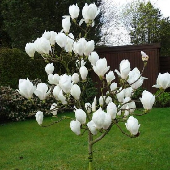 Магнолія Альба (двохрічна)