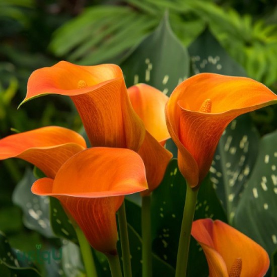 Кала Orange Art (контейнер 1,5 л) Кала Orange Art (контейнер 1,5 л)