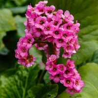 Бергенія Cordifolia Rose р9