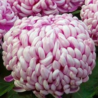 Хризантема Махрова (Повна) Agora Mauve (контейнер р9)