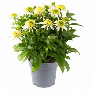 Ехінацея Sombrero Double Lime (контейнер 1.5 л)