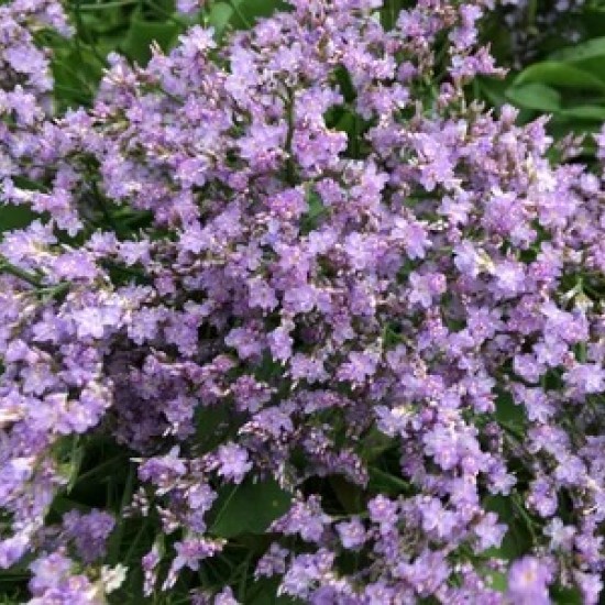 Кермек лавандовий р9 Кермек лавандовий р9