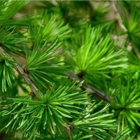 Модрина Eurolepis Almrausch Lutte на штамбі (80 - 100 см)