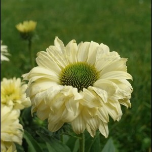 Ехінацея Bolero Yellow (контейнер 1.5 л)