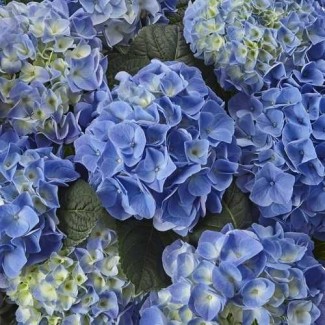 Гортензія широколиста Fabolo blue (контейнер 3 л)