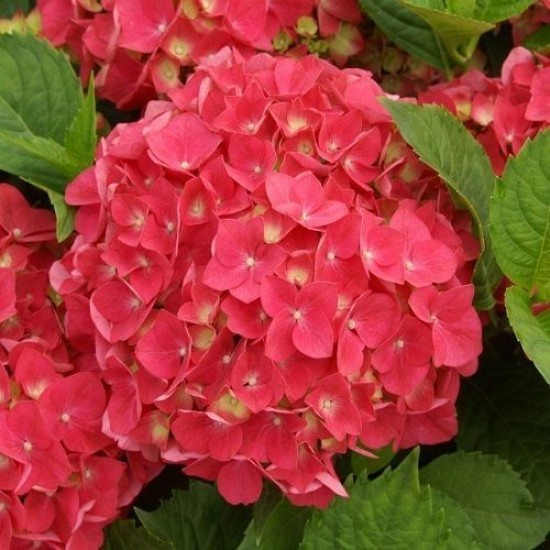 Гортензія широколиста Royal Red (контейнер 3 л) Гортензія широколиста Royal Red (контейнер 3 л)