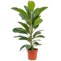 Фікус Bengalensis (ВКС)