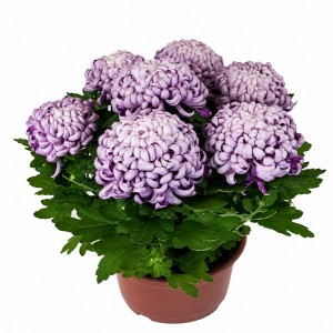Хризантема Махрова (Повна) Cosmo Purple (контейнер р9)