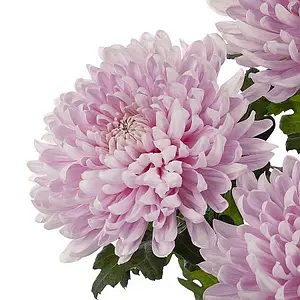 Хризантема Махрова (Повна) Agora Mauve (контейнер р9)