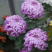 Хризантема Махрова (Повна) Cosmo Purple (контейнер р9)