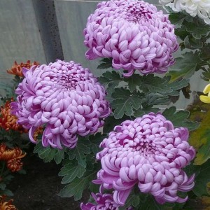 Хризантема Махрова (Повна) Cosmo Purple (контейнер р9)