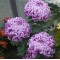 Хризантема Махрова (Повна) Cosmo Purple (контейнер р9)