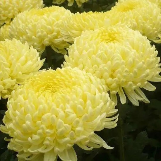 Хризантема Махрова (Повна) Cosmo Yellow (контейнер р9)