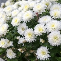 Хризантема Alaka White (контейнер р9)