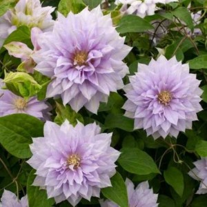 Клематіс Belle of Woking (контейнер р9)