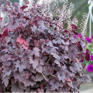 Гейхера Plum Cascade р9 Гейхера Plum Cascade р9