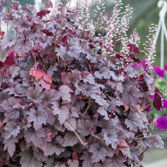 Гейхера Plum Cascade р9
