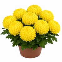 Хризантема Махрова (Повна) Cosmo Yellow (контейнер р9)