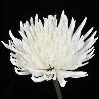 Хризантема Alaka White (контейнер р9)