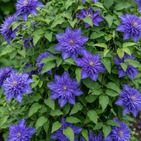 Клематис Multi Blue (контейнер р9)