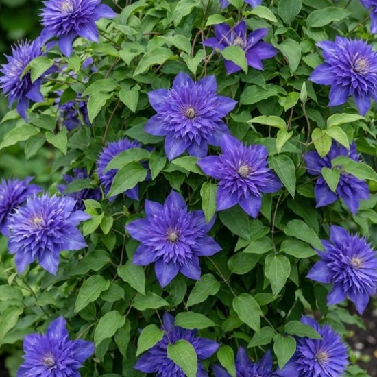 Клематис Multi Blue (контейнер р9)