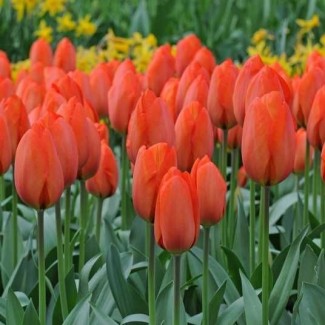 Тюльпан Orange Dream 12+