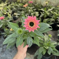 Ехінацея Bolero Rose (контейнер 1.5 л)