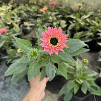 Ехінацея Bolero Rose (контейнер 1.5 л)