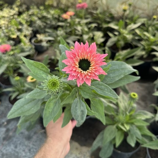 Ехінацея Bolero Rose (контейнер 1.5 л)