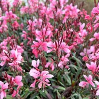 Гаура Cambit Variegata Rose р9 Гаура Cambit Variegata Rose р9