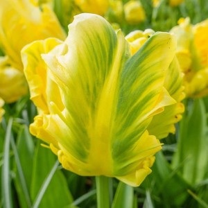 Тюльпан Yellow Madonna 12+