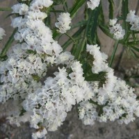 Кермек білий р9 Кермек білий р9