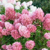 Гортензія Royal Flower (контейнер 1,5л)