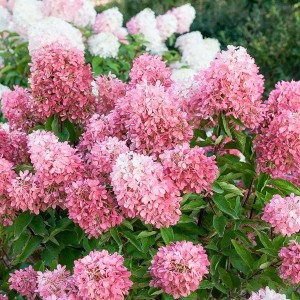 Гортензія Royal Flower (контейнер 1,5л)
