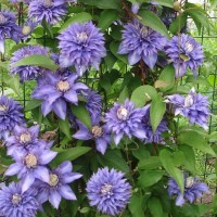 Клематис Multi Blue (контейнер р9)