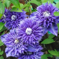 Клематис Multi Blue (контейнер р9)
