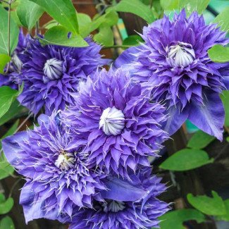 Клематис Multi Blue (контейнер р9)