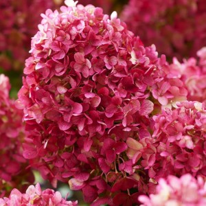 Гортензія Petite cherry (контейнер 1,5 л)