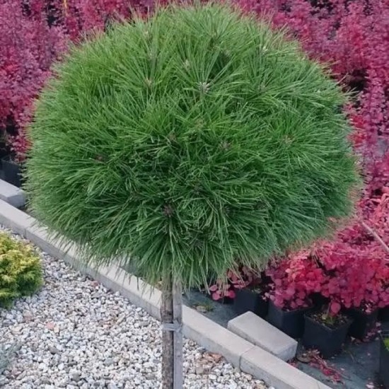 Сосна Pinus Mugo Varella