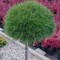 Сосна Pinus Mugo Varella