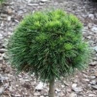 Сосна Pinus Mugo Varella
