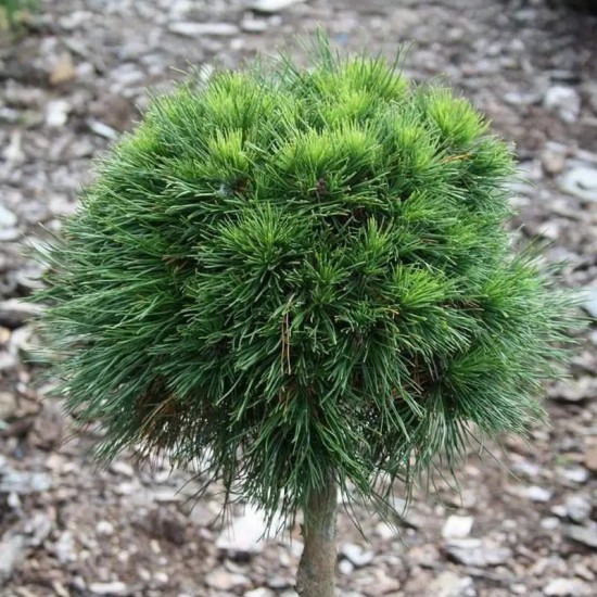 Сосна Pinus Mugo Varella