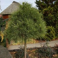 Сосна Pinus Mugo Varella