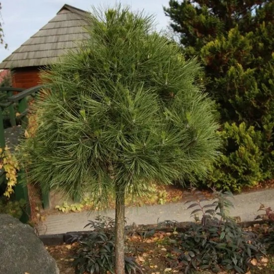 Сосна Pinus Mugo Varella