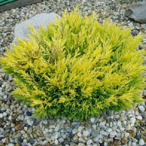 Ялівець Lime Glow 1,5л