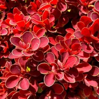 Барбарис Red Hot Chili р9