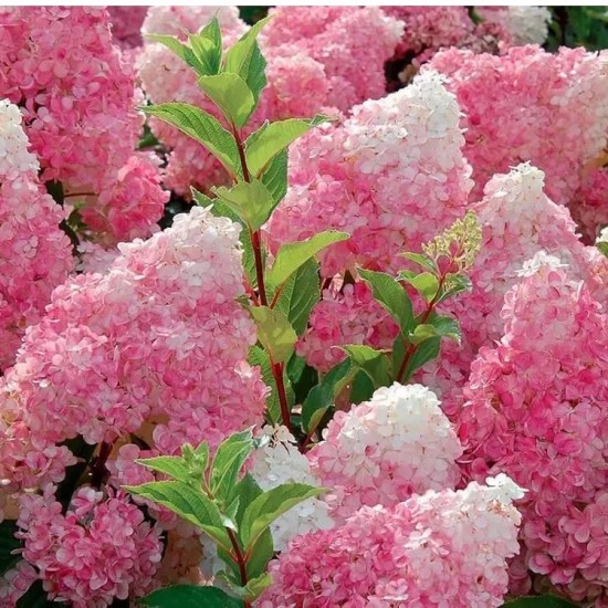 Гортензія мітловидна 1,5л (мікс сортів) Гортензія мітловидна 1,5л (мікс сортів)