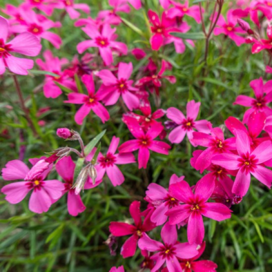 Флокс subalata Atropurpurea (контейнер 1,5 л)