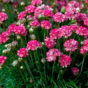 Армерія Abbey Deep Rose р9 Армерія Abbey Deep Rose р9