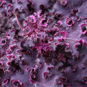 Гейхера Purple Petticoats р9